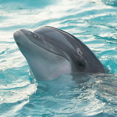 Dolfijnen Algarve