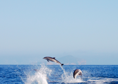 Dolfijnen tour Algarve