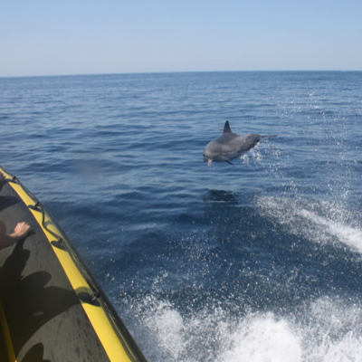 Dolfijnen en grotten tour Algarve