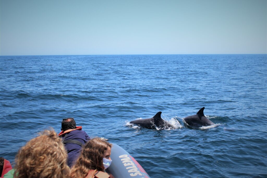 Dolfinen boot tour Algarve