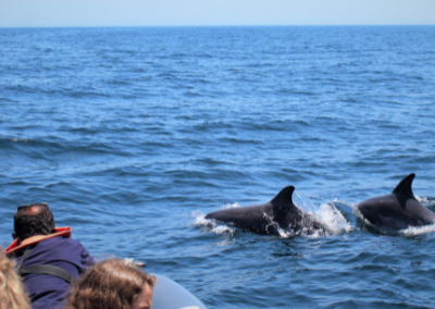 Dolfijnen tour Salema Algarve