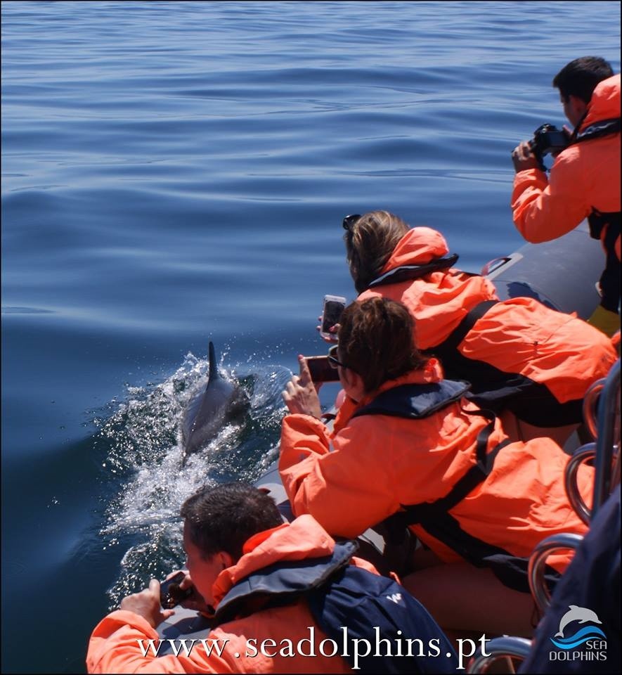 Dolphins Watching Ferragudo