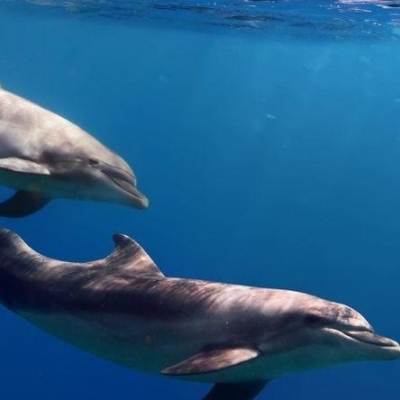 Dolfijnen tour Lagos