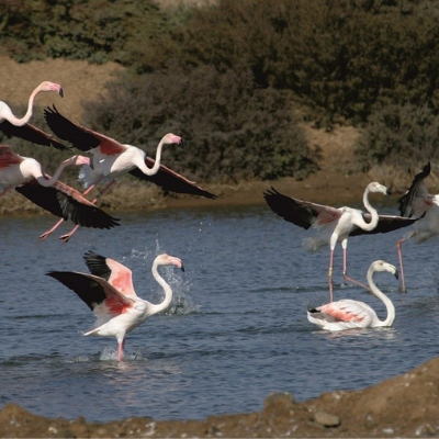 Flamingo Tour in Ria Formosa